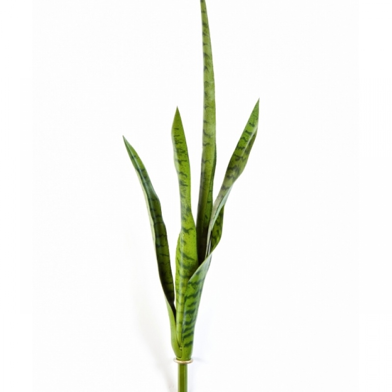 Sanseveria Green 81 cm