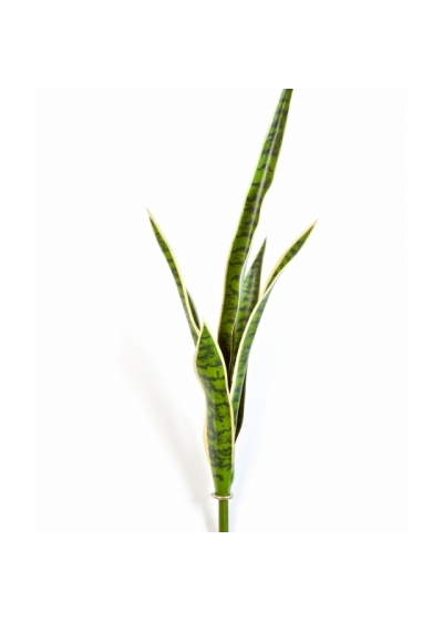 Sanseveria Green/Yellow 81 cm