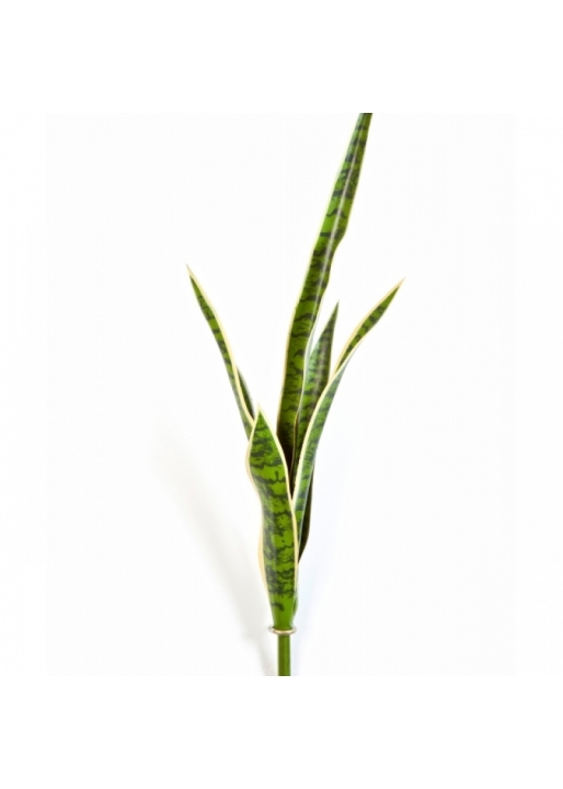 Sanseveria Green/Yellow 81 cm
