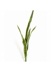 Sanseveria Green/Yellow 81 cm
