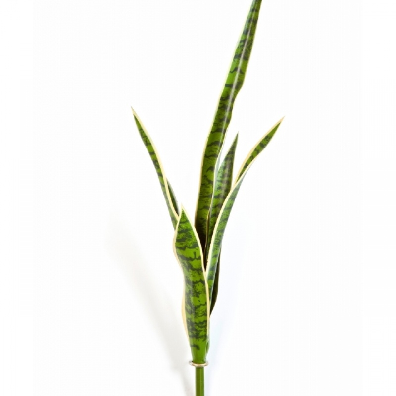 Sanseveria Green/Yellow 81 cm