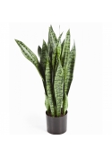 Sanseveria w/pot 80-93 cm