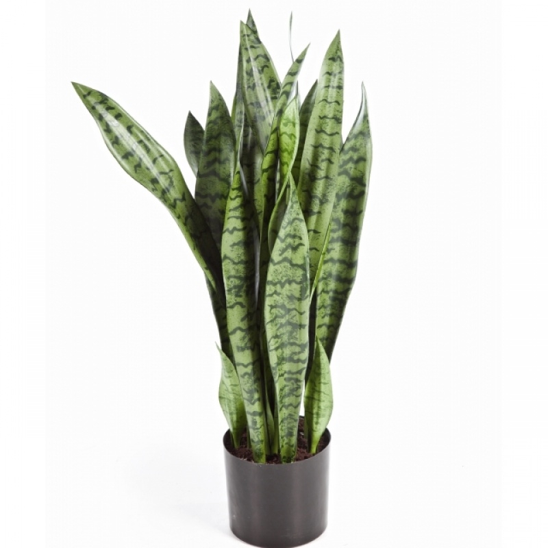 Sanseveria w/pot 80-93 cm