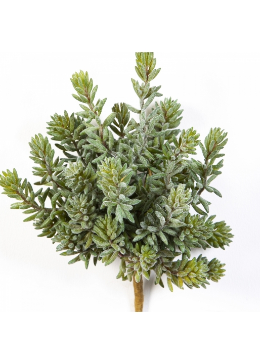 Sedum Bush x 26 20 cm
