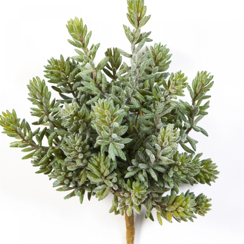 Sedum Bush x 26 20 cm
