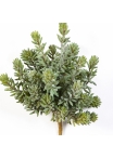 Sedum Bush x 26 20 cm
