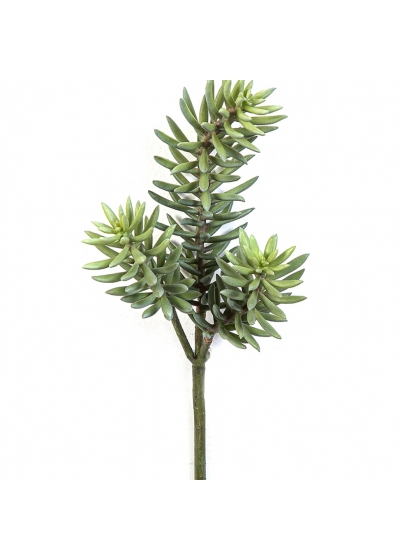 Sedum Cluster Plant x 3 38 cm