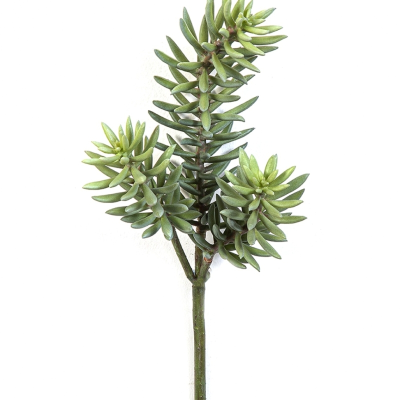 Sedum Cluster Plant x 3 38 cm