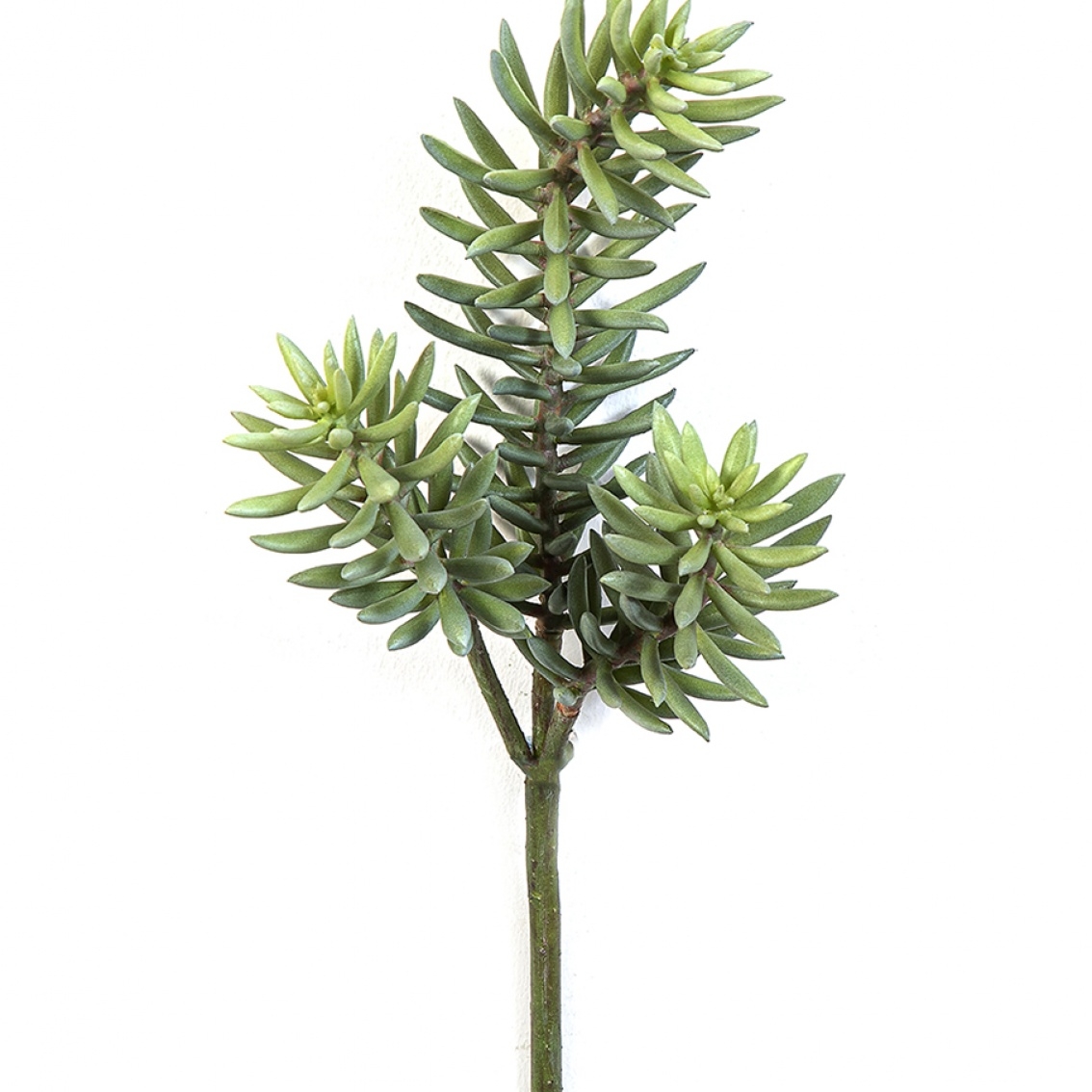 Sedum Cluster Plant x 3 38 cm