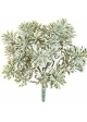 Silver Dusty Miller UV 22 cm