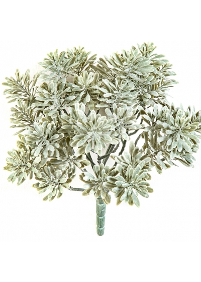 Silver Dusty Miller UV 22 cm