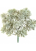 Silver Dusty Miller UV 22 cm