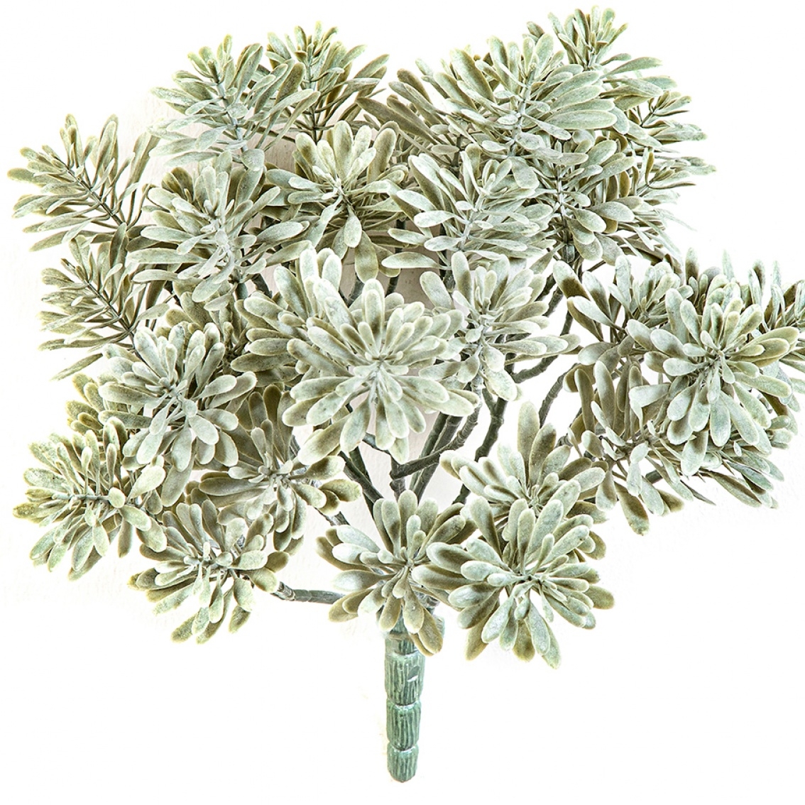 Silver Dusty Miller UV 22 cm
