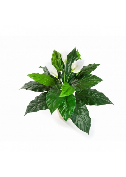 Spathiphyllum 71 cm