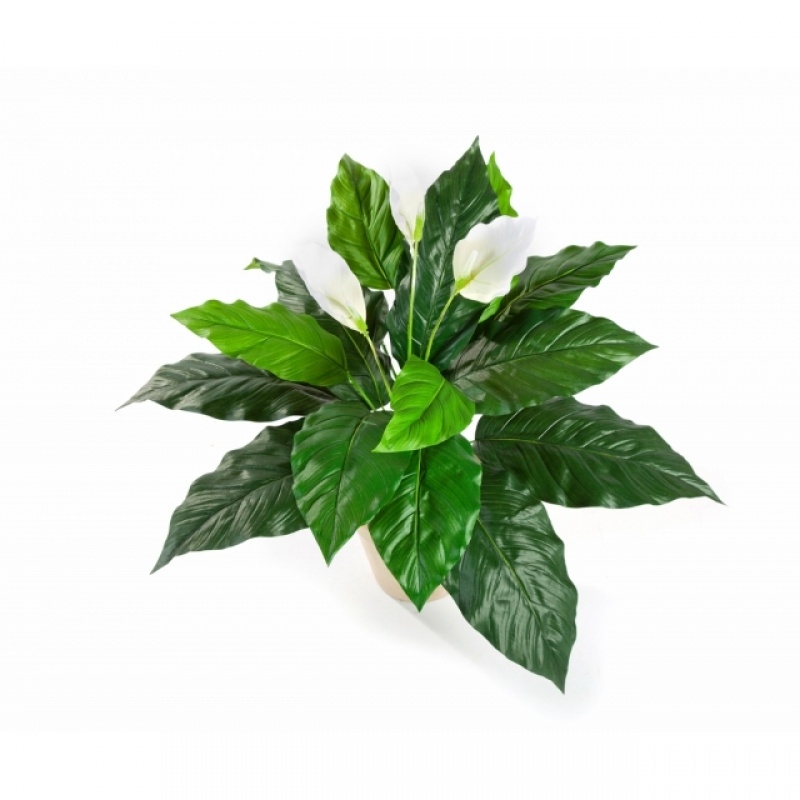 Spathiphyllum 71 cm