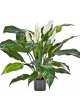 Spathiphyllum de luxe w/p 73 cm