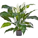 Spathiphyllum de luxe w/p 73 cm