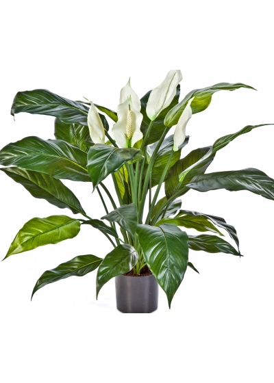 Spathiphyllum de luxe w/p 73 cm