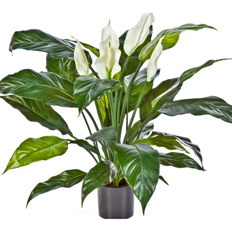 Spathiphyllum de luxe w/p 73 cm