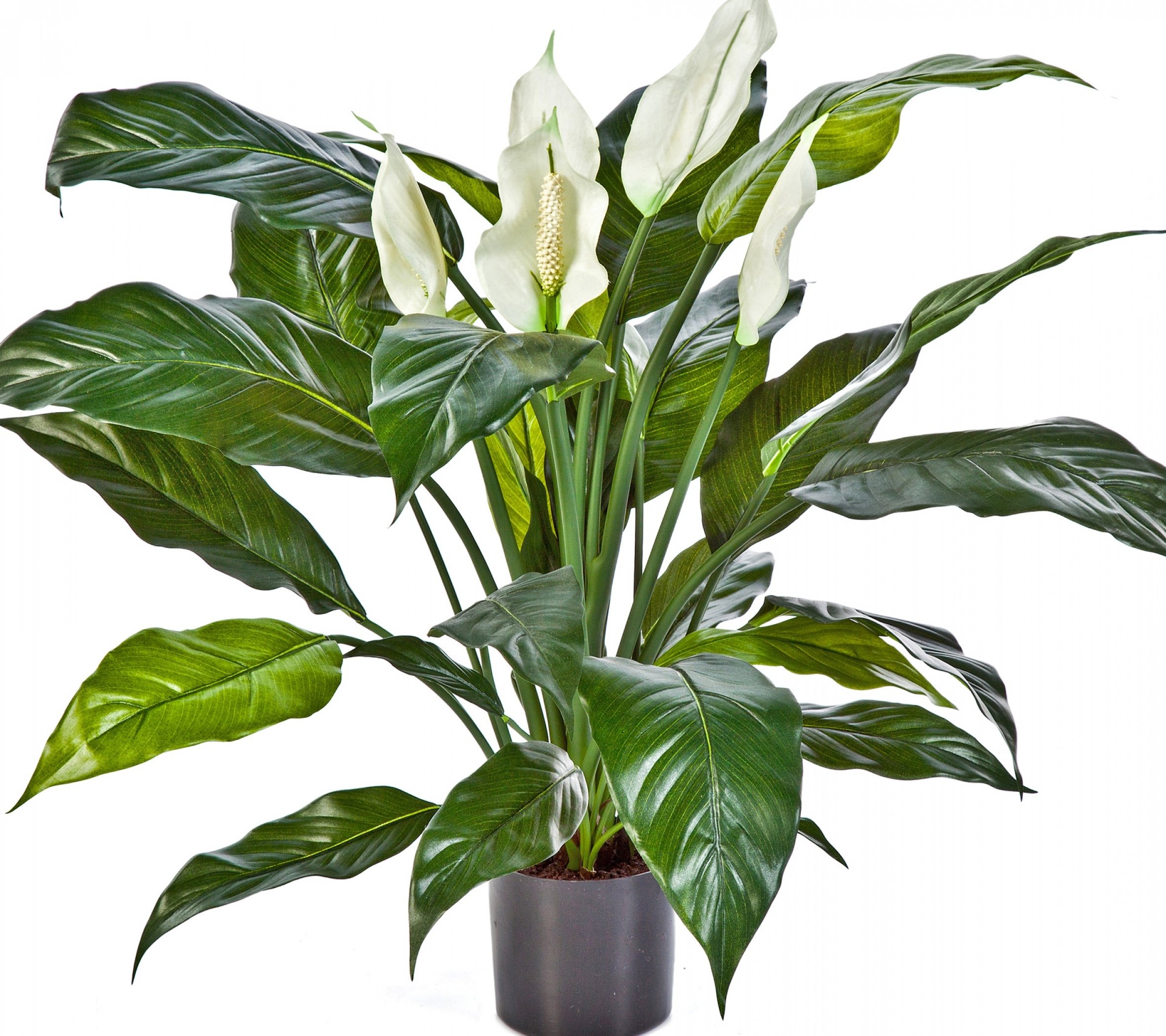 Spathiphyllum de luxe w/p 73 cm