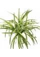 Spider Plant Bush x 6 55 cm
