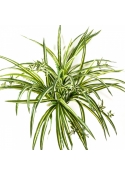 Spider Plant Bush x 6 55 cm