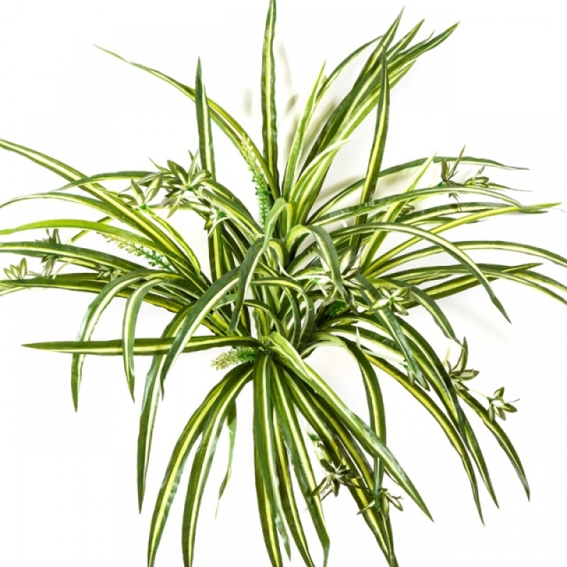 Spider Plant Bush x 6 55 cm