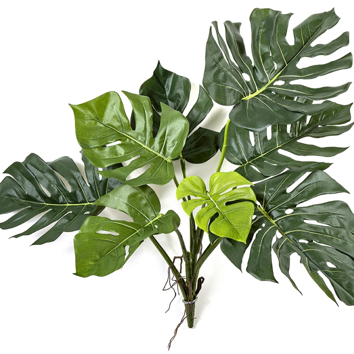 Split Philo Bush 75 cm