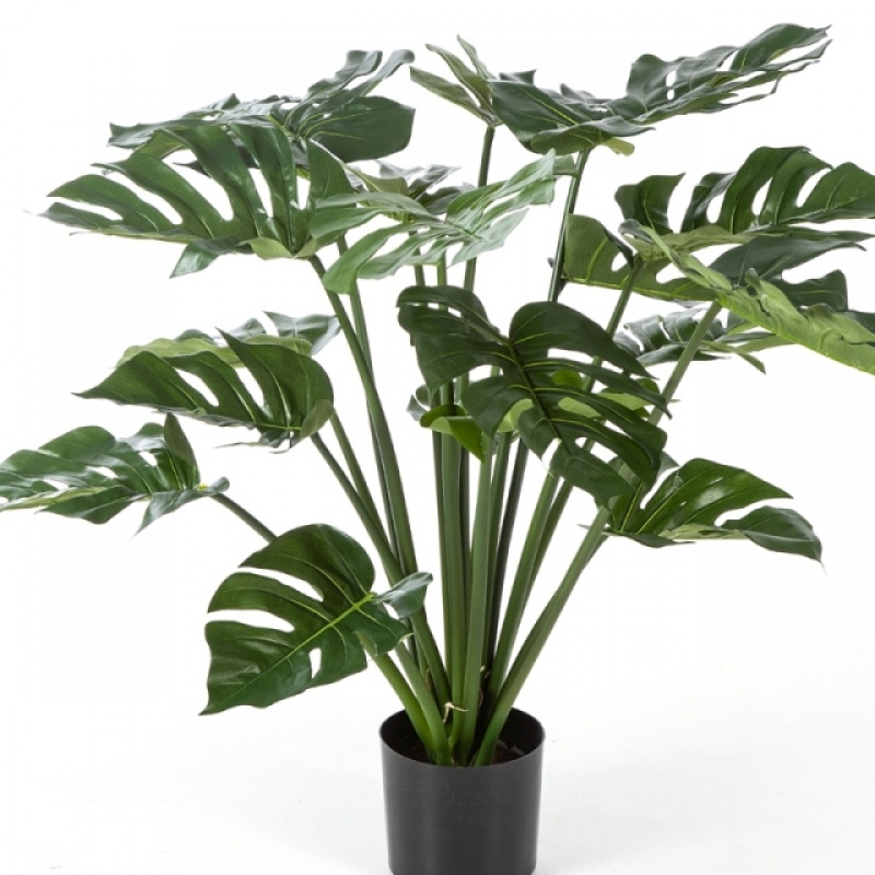 Split Philo Bush w/p 80-98 cm