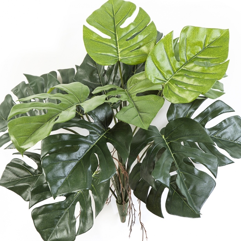 Split Philo Deliciosa 60 cm