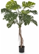 Split Philo Root Tree 130 cm