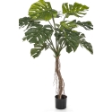 Split Philo Root Tree 130 cm