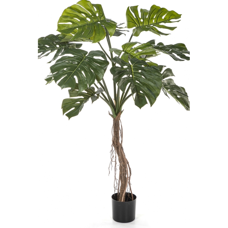 Split Philo Root Tree 130 cm