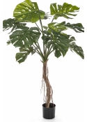 Split Philo Root Tree 130 cm