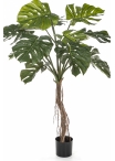 Split Philo Root Tree 130 cm