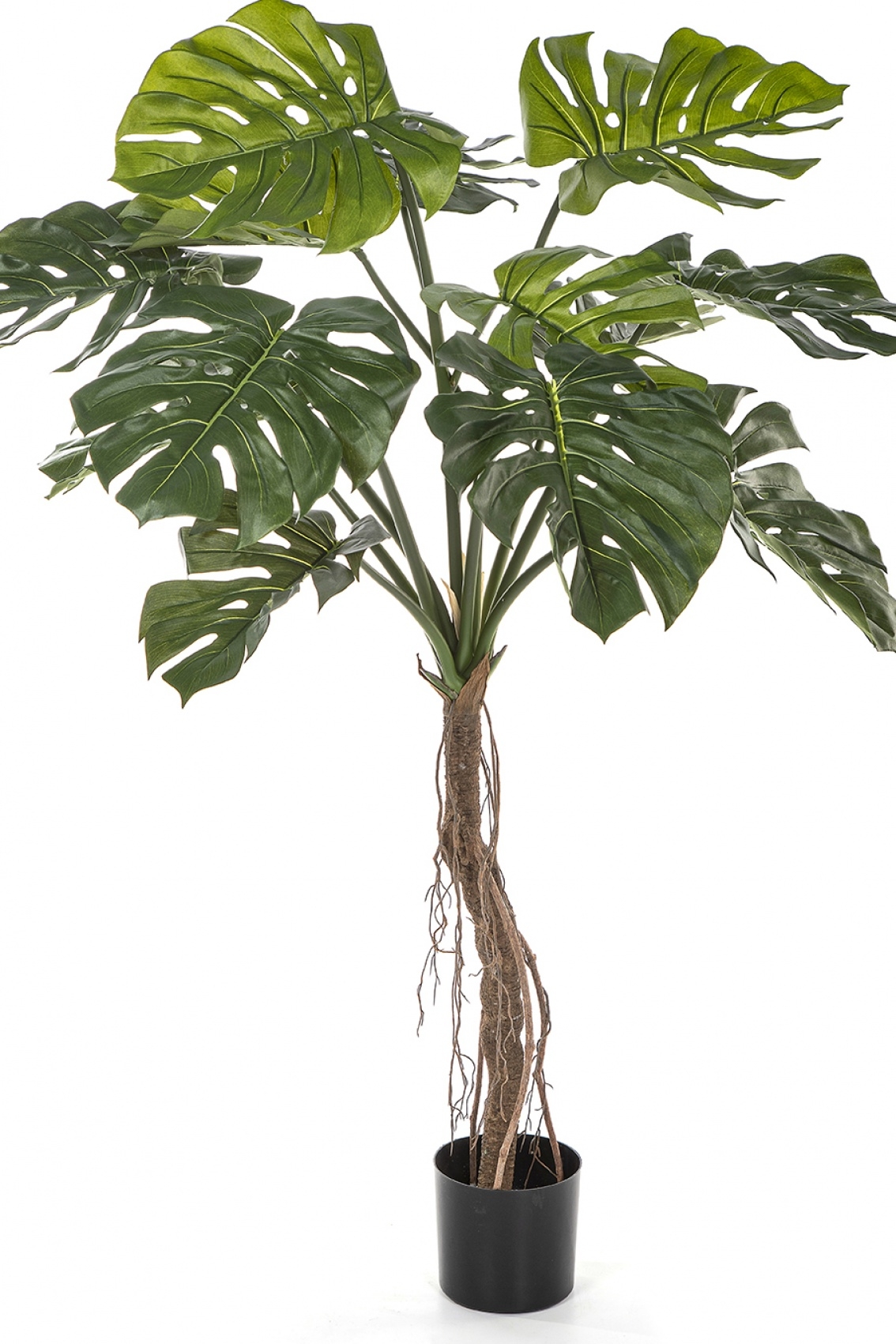 Split Philo Root Tree 130 cm