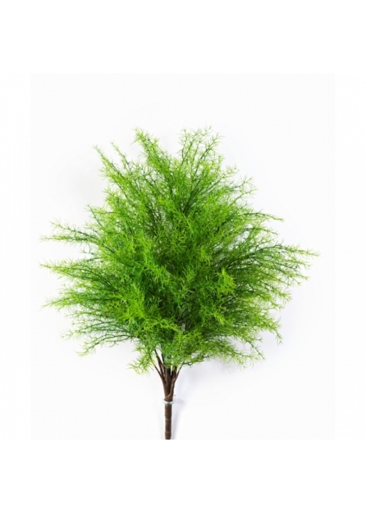 Springeri Bush x 22 60 cm