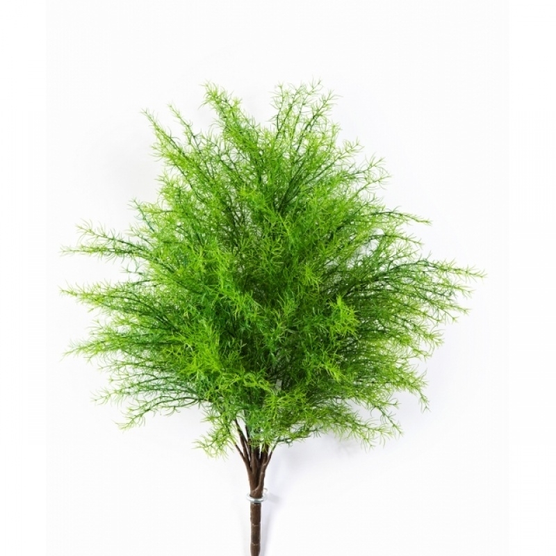 Springeri Bush x 22 60 cm