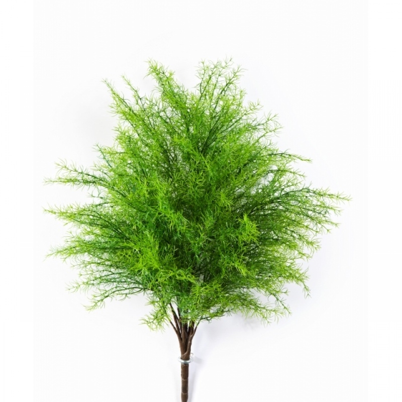 Springeri Bush x 22 60 cm