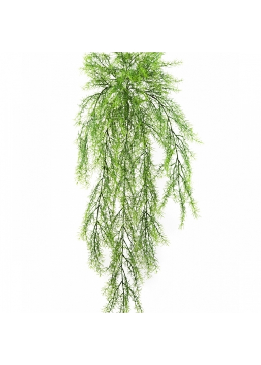 Springeri Hanging Bush x 11 75-105 cm