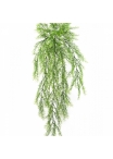 Springeri Hanging Bush x 11 75-105 cm