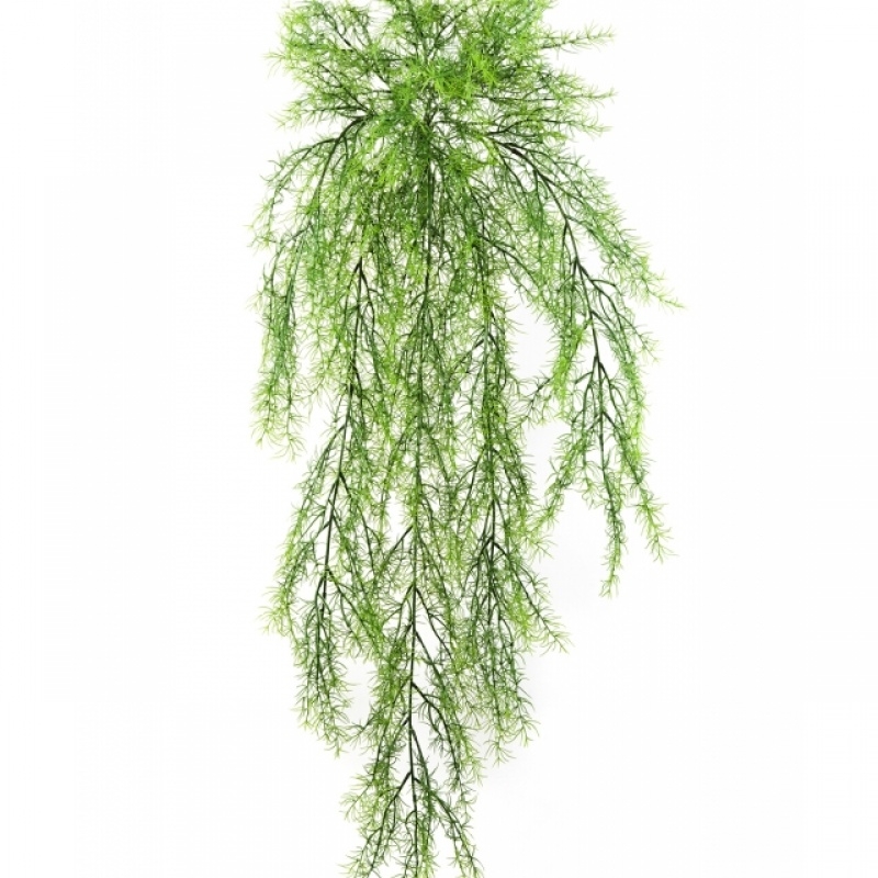 Springeri Hanging Bush x 11 75-105 cm