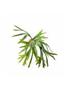 Staghorn Fern x 8 lvs 50 cm
