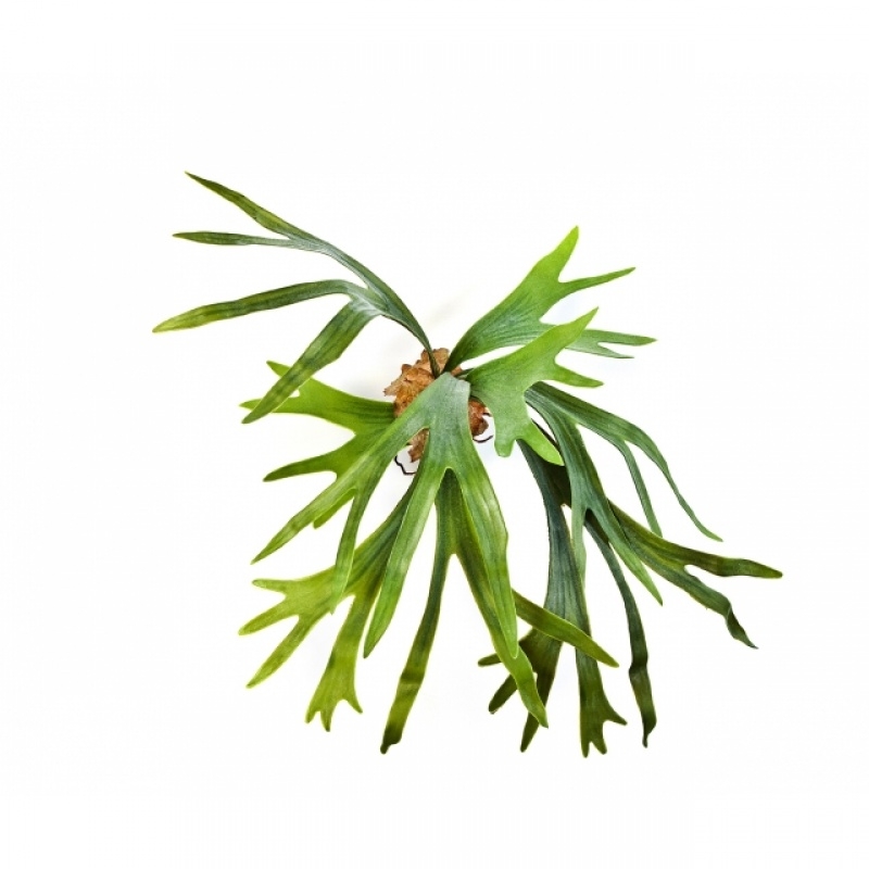 Staghorn Fern x 8 lvs 50 cm