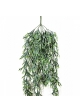 Staghorn Hanging Vine Bush 80 cm