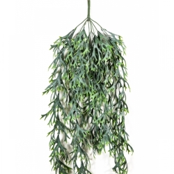 Staghorn Hanging Vine Bush 80 cm