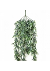 Staghorn Hanging Vine Bush 80 cm