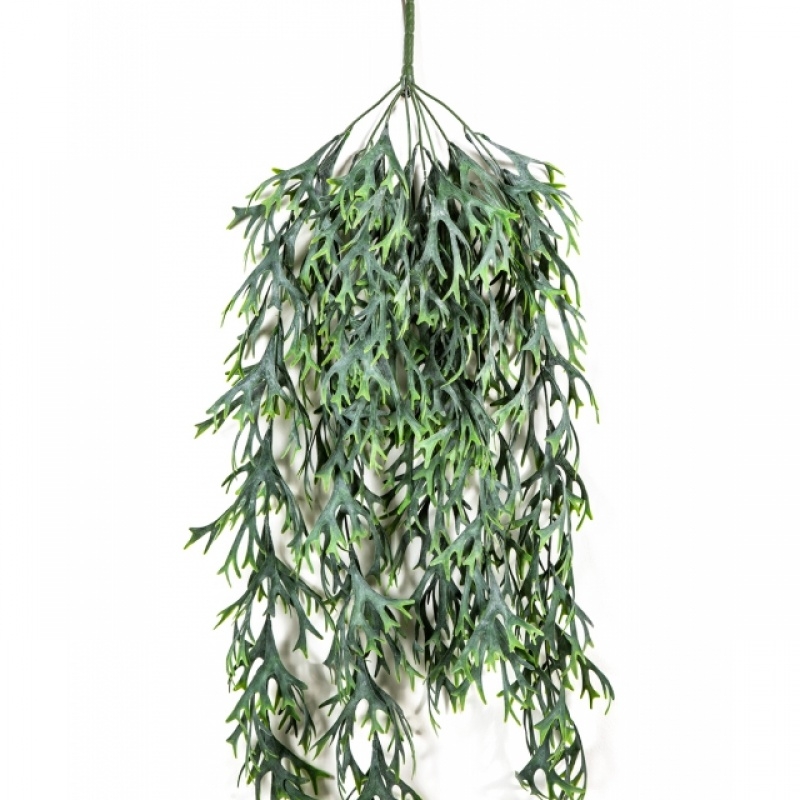 Staghorn Hanging Vine Bush 80 cm