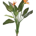 Strelitzia bush x 11 100 cm