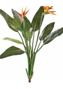 Strelitzia bush x 11 100 cm